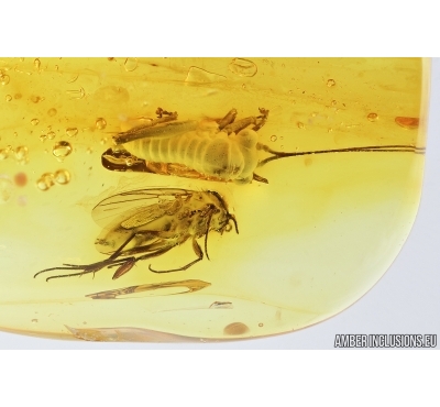 Cricket Orthoptera and Fungus gnat Mycetophilidae. Fossil insects in Baltic amber #7741