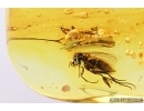 Cricket Orthoptera and Fungus gnat Mycetophilidae. Fossil insects in Baltic amber #7741