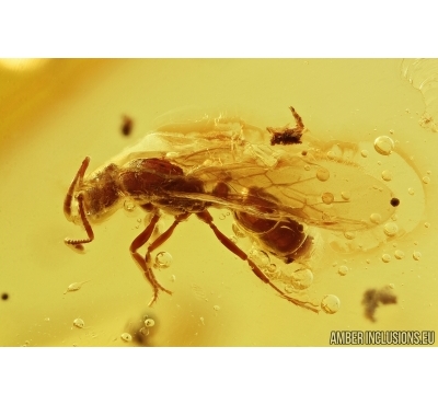 Winged Ant Hymenoptera and More. Fossil inclusions in Baltic amber #7744