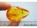 Winged Ant Hymenoptera and More. Fossil inclusions in Baltic amber #7744