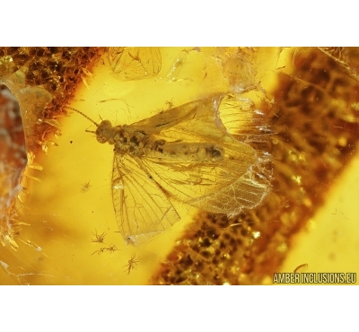 Three Lacewings, Neuroptera and Plants. Fossil insects in Baltic amber #7759