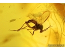 Bug and Fungus gnat. Fossil insects in Baltic amber #7760