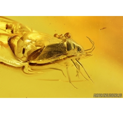 Bug and Fungus gnat. Fossil insects in Baltic amber #7760