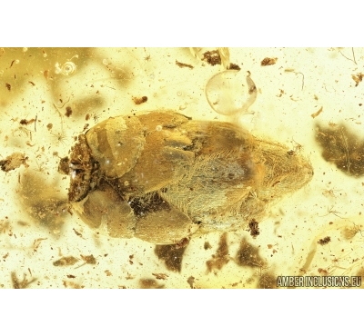 Nice Bud, Stalactite and More. Fossil inclusion in Baltic amber #7764
