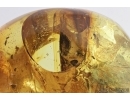 Nice Bud, Stalactite and More. Fossil inclusion in Baltic amber #7764