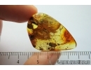 Nice Bud, Stalactite and More. Fossil inclusion in Baltic amber #7764