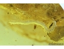  Three Centipedes Geophilidae and More.  Fossil inclusions in Ukrainian amber #7766