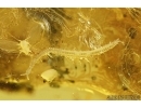  Three Centipedes Geophilidae and More.  Fossil inclusions in Ukrainian amber #7766