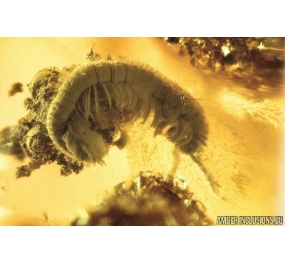 Millipede, Diplopoda. Fossil inclusion in Baltic amber #7767