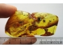 Millipede, Diplopoda. Fossil inclusion in Baltic amber #7767