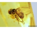 Pseudoscorpion and Hover Fly, Syrphidae. Fossil inclusion in Baltic amber #7772