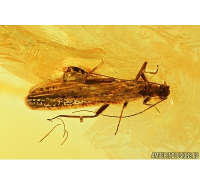 Stonefly, Plecoptera. Fossil insect in Baltic amber #7775