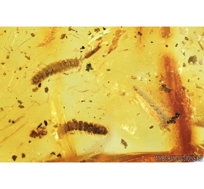 3 Millipedes, Diplopoda and Gnat. Fossil inclusions in Baltic amber #7781