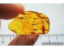 3 Millipedes, Diplopoda and Gnat. Fossil inclusions in Baltic amber #7781