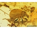 Centipede Chilopoda  and Snout Bark Weevil Beetle Curculionidae Entiminae. Fossil inclusions in Baltic amber #7788