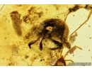 Centipede Chilopoda  and Snout Bark Weevil Beetle Curculionidae Entiminae. Fossil inclusions in Baltic amber #7788