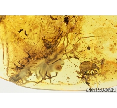 Centipede Chilopoda  and Snout Bark Weevil Beetle Curculionidae Entiminae. Fossil inclusions in Baltic amber #7788