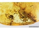 Centipede Chilopoda  and Snout Bark Weevil Beetle Curculionidae Entiminae. Fossil inclusions in Baltic amber #7788