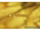 Very rare Firefly Beetle, Lampyridae and More. Fossil insects in Baltic amber #7791