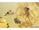 Very rare Firefly Beetle, Lampyridae and More. Fossil insects in Baltic amber #7791