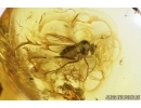 Very rare Firefly Beetle, Lampyridae and More. Fossil insects in Baltic amber #7791
