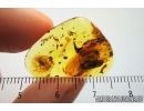 Very rare Firefly Beetle, Lampyridae and More. Fossil insects in Baltic amber #7791