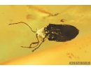 Flea Beetle, Chrysomelidae,Galerucinae. Fossil insect in Baltic amber #7797