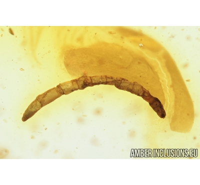 Wood gnat larva Anisopodidae. Fossil insect in Baltic amber #7805
