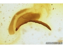Wood gnat larva Anisopodidae. Fossil insect in Baltic amber #7805
