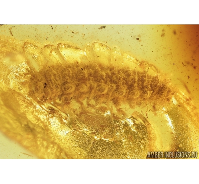 Rare Hover Fly Larva Syrphidae. Fossil inclusion Baltic amber #7807