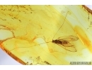 Nice, Rare Caddisfly, Trichoptera. Fossil insect in Baltic amber stone #7823