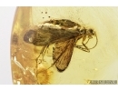 Rare Scuttle Fly Phoridae and Caddisfly Trichoptera. Fossil insects in Baltic amber #7825