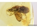 Rare Scuttle Fly Phoridae and Caddisfly Trichoptera. Fossil insects in Baltic amber #7825