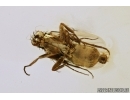 Rare Scuttle Fly Phoridae and Caddisfly Trichoptera. Fossil insects in Baltic amber #7825