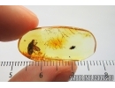 Rare Scuttle Fly Phoridae and Caddisfly Trichoptera. Fossil insects in Baltic amber #7825