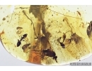 Psyllid, Snipe Fly, Ant, Wasp and More. Fossil inclusions in Baltic amber stone #7830
