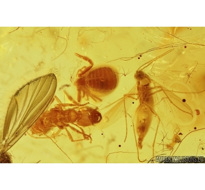 Pseudoscorpion, Ant, two Beetles, Mite, Spider and More. Fossil inclusions in Baltic amber #7831