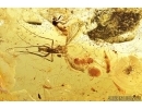 Pseudoscorpion, Ant, two Beetles, Mite, Spider and More. Fossil inclusions in Baltic amber #7831