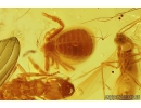 Pseudoscorpion, Ant, two Beetles, Mite, Spider and More. Fossil inclusions in Baltic amber #7831