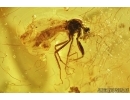 Pseudoscorpion, Ant, two Beetles, Mite, Spider and More. Fossil inclusions in Baltic amber #7831