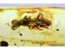 Sand Wasp, Hymenoptera, Crabronidae, Crossocerus. Fossil inclusion in Baltic amber #7844