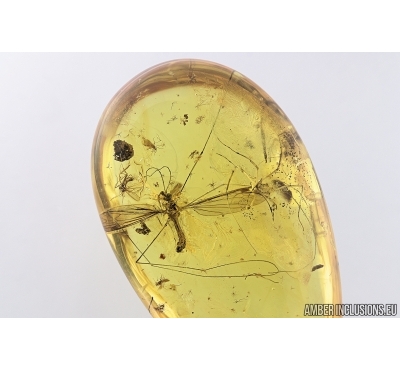 Very Nice Crane fly Tipulidae, Harvestman Opiliones and More. Fossil inclusions in Baltic amber #7863