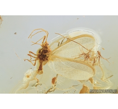 Nice Coccid, Wasp and True Midge Chironomidae. Fossil insects in Baltic amber #7868