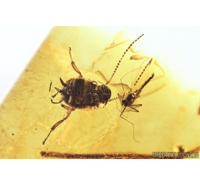 Cockroach, Spider and Gnat. Fossil inclusions in Baltic amber #7876