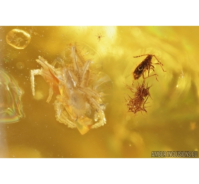 Spider, Aphid and Gnats. Fossil inclusions in Baltic amber #7875