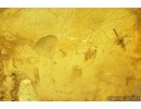 Fungus in Baltic amber stone #7879