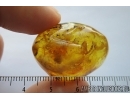Fungus in Baltic amber stone #7879