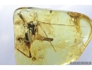 Big 10mm! Cricket, Orthoptera. Fossil insect in Baltic amber #7882