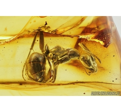 Big Ant, Hymenoptera. Fossil insect in Baltic amber #7884