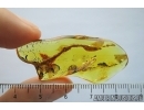 Amber drop inside Baltic amber stone #7885
